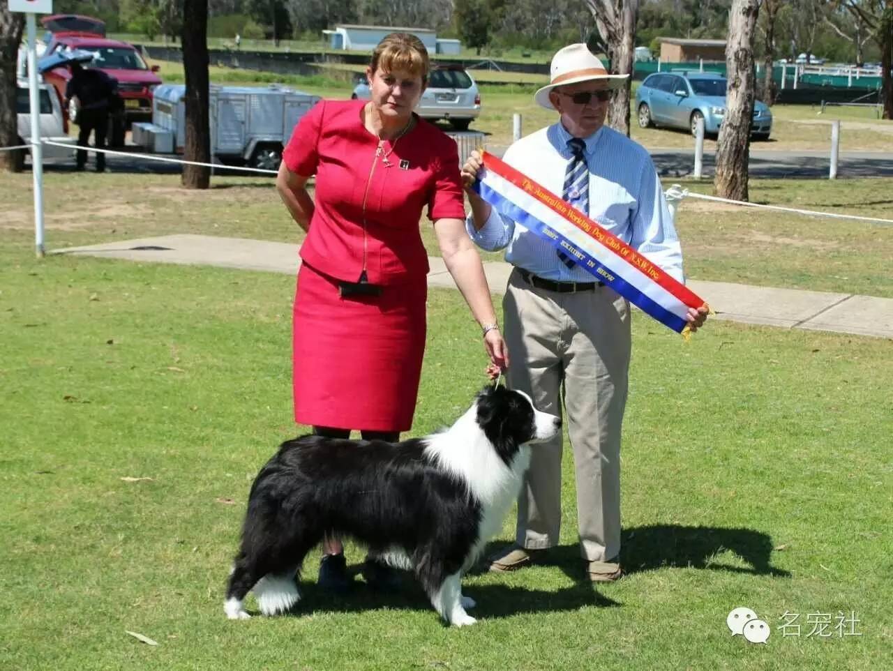 巴西淘淘老年犬,巴西淘淘幼犬狗粮