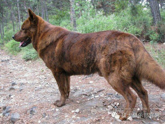 中国的土狗有哪些品种,中国最凶猛的十大土狗