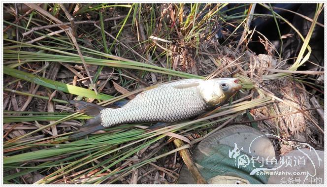 菜地钓鲫鱼绝密技巧,菜地钓白条视频大全