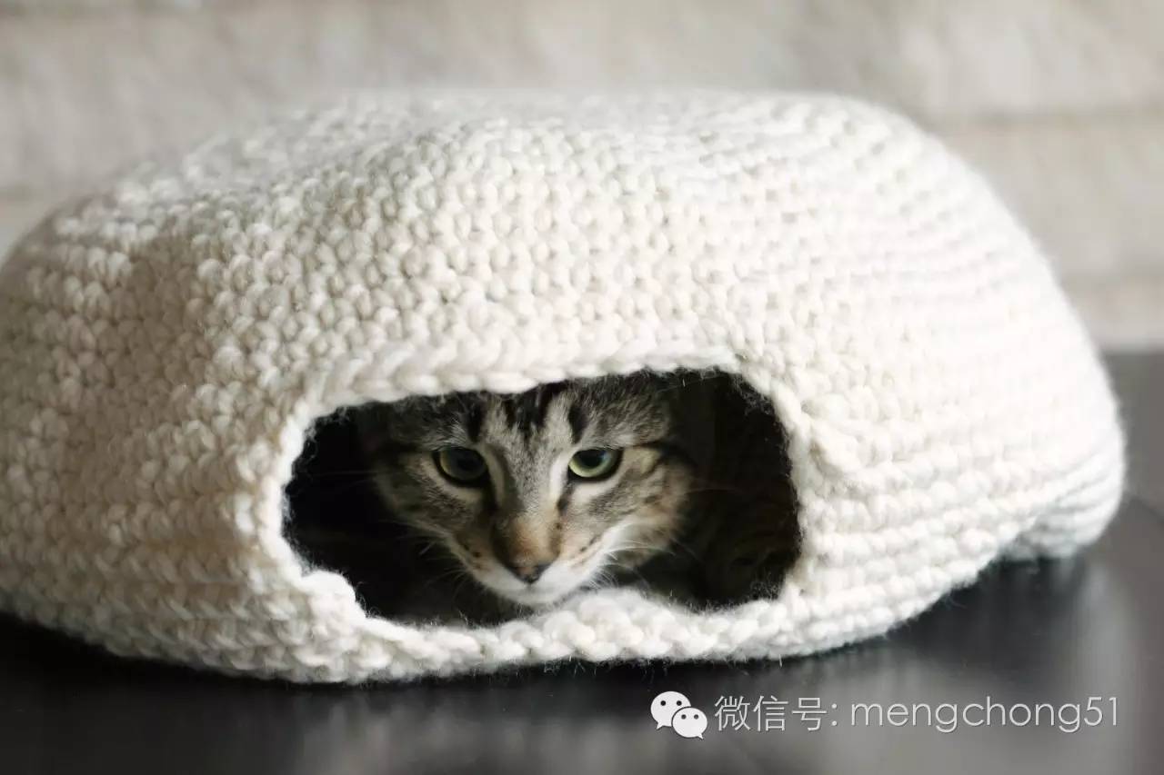 猫咪感染了猫瘟怎么办？如何治疗和预防？