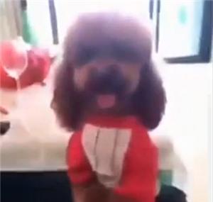 主人嫌弃泰迪狗全身跳蚤,主人嫌弃狗狗脏