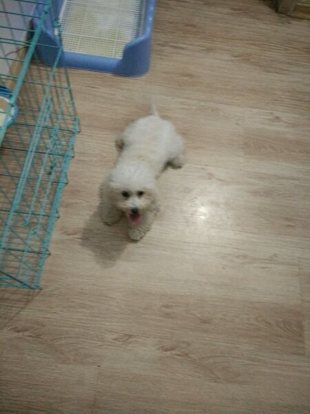 真没见过比熊这么撕家、不爱干净的，蓝瘦香菇想吃狗肉~