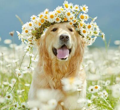 新手养金毛入门基础教程,一个月金毛训练教程幼犬