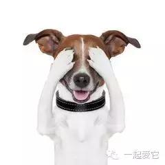 养宠知识狗狗的眼部护理技巧,养宠知识狗狗伤口怎么处理