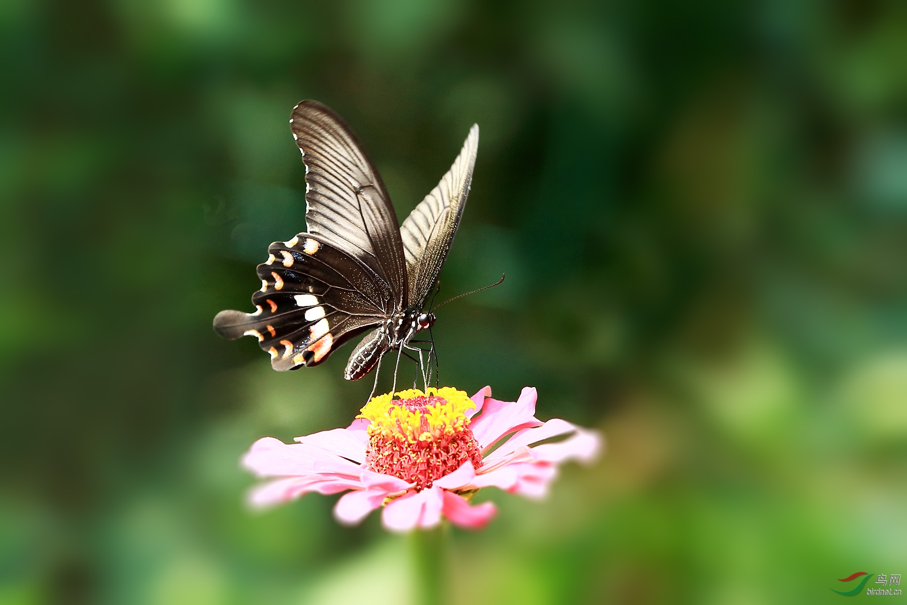 怎么快速过新手期头条号,头条号新手期文章视频