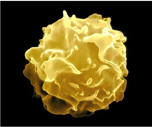 化疗白细胞特别低还要继续吗,第一次化疗白细胞就低了怎么办