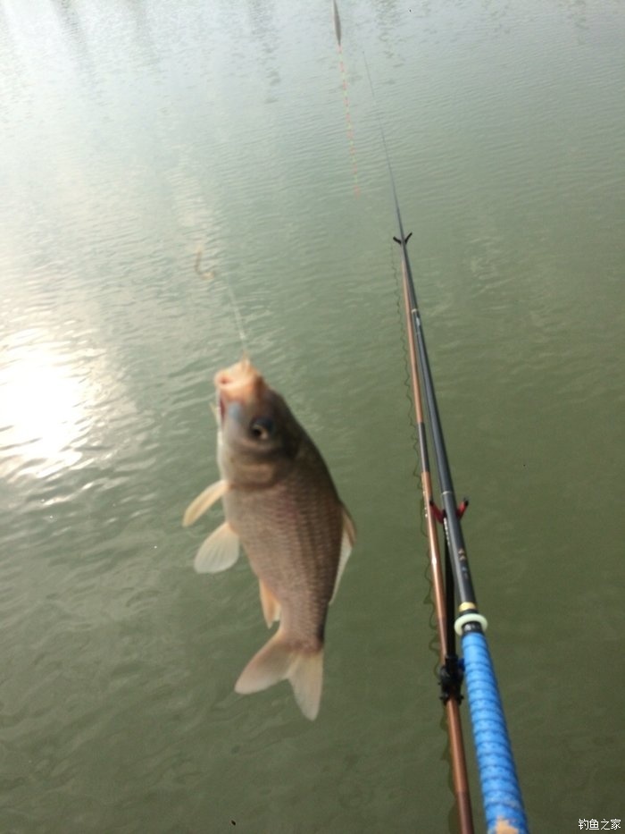 新手，说说几款入门级的鱼竿！