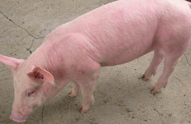 冬季猪咳怎么办，做好诊疗是关键！