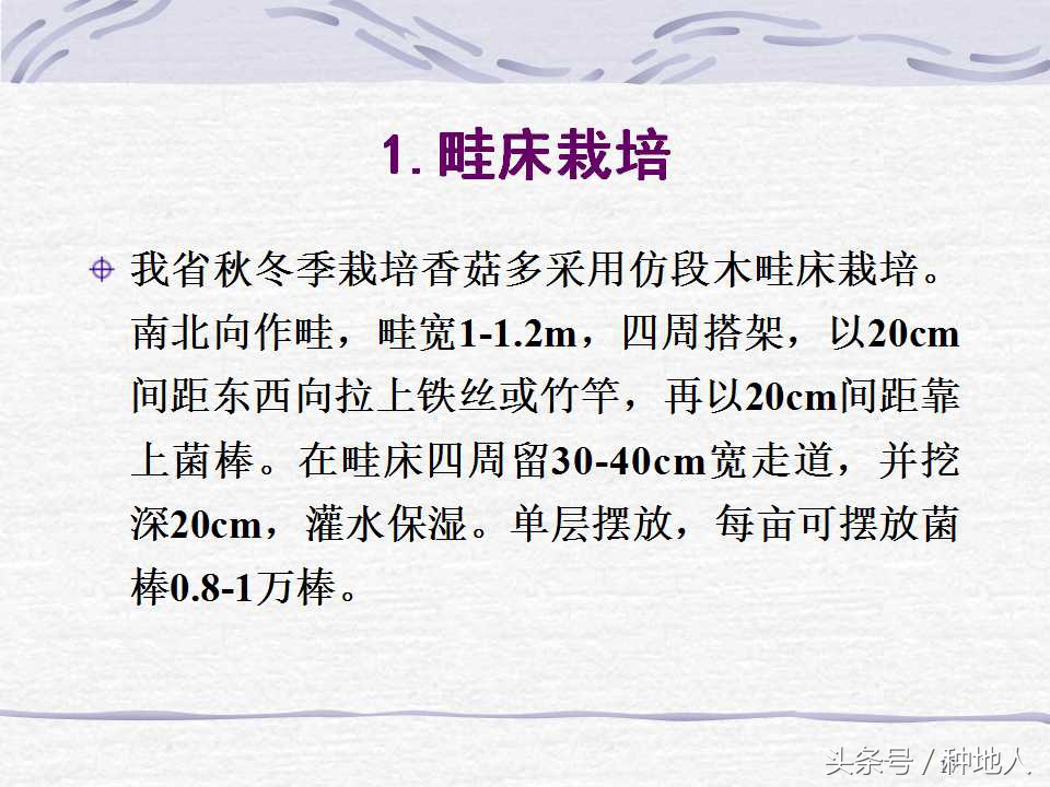 香菇栽培实用技术教案,屋顶香菇栽培