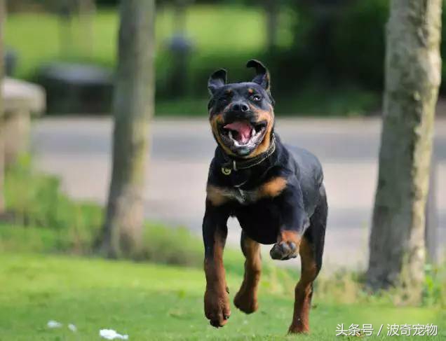 狗狗品种大全带你走进狗狗的世界,狗狗品种大全看看你认识几种