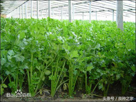 餐桌上常见的本土作物是什么,10种常见的粮食作物