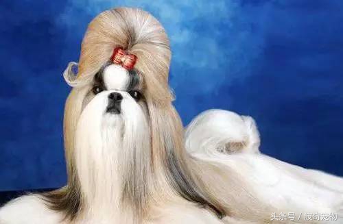 狗狗品种大全带你走进狗狗的世界,狗狗品种大全看看你认识几种