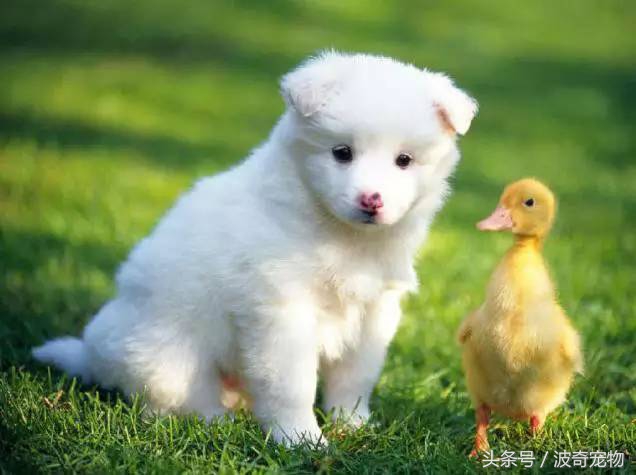 狗狗品种大全图片及简介,狗狗的所有类型品种大全介绍