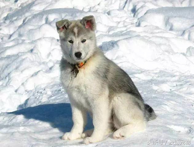 狗狗品种大全图片及简介,狗狗的所有类型品种大全介绍