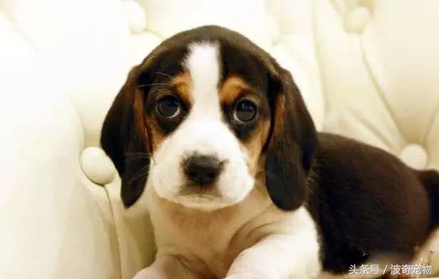 狗狗品种大全图片及简介,狗狗的所有类型品种大全介绍