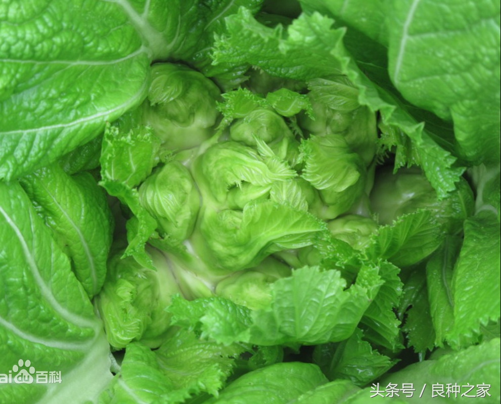 餐桌上常见的本土作物是什么,10种常见的粮食作物