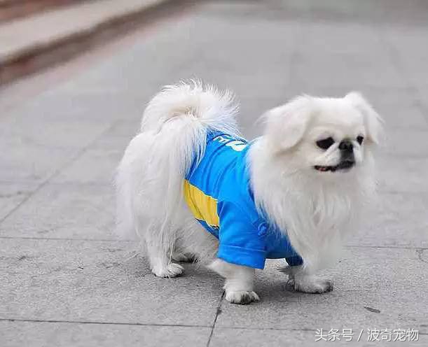 狗狗品种大全图片及简介,狗狗的所有类型品种大全介绍