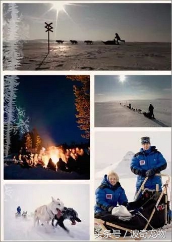 极地哈士奇雪橇,哈士奇到了北极就是狗王