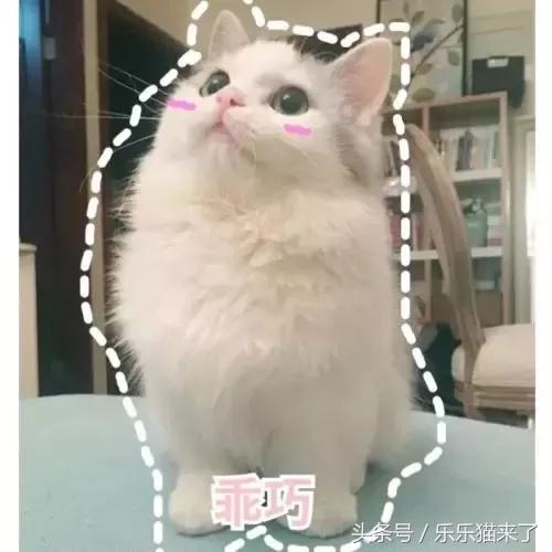 我家猫咪很害怕我怎么办,养猫咪一个月还是很凶怎么办