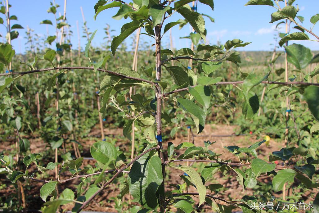 矮化苹果苗建园的步骤,矮化中间砧苹果苗栽植深度