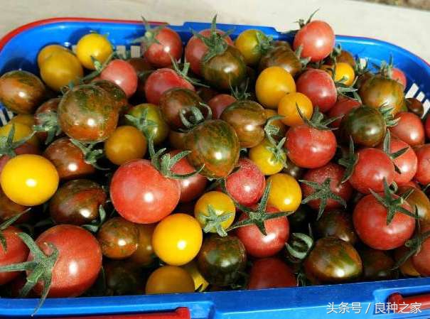 餐桌上常见的本土作物是什么,10种常见的粮食作物