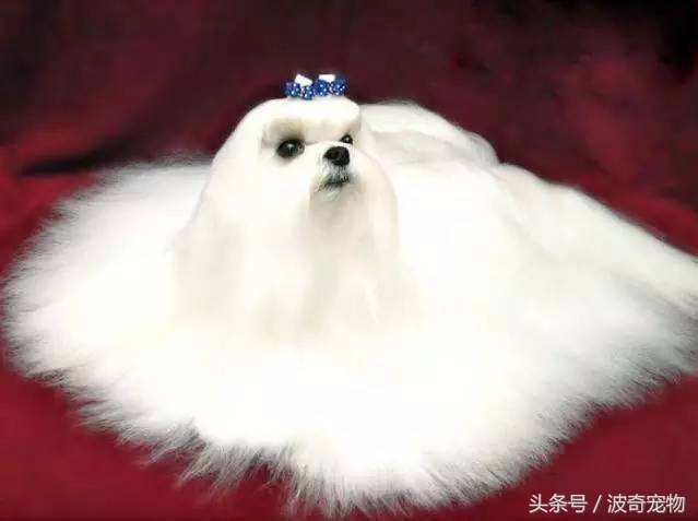 狗狗品种大全图片及简介,狗狗的所有类型品种大全介绍