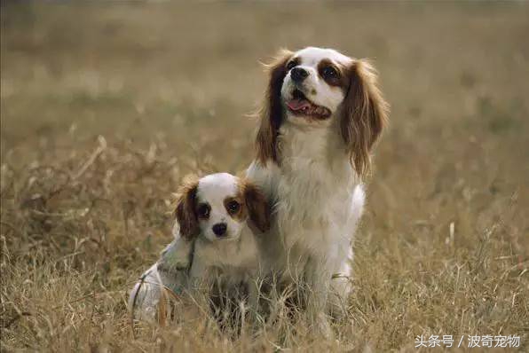 狗狗品种大全带你走进狗狗的世界,狗狗品种大全看看你认识几种