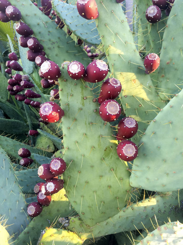 仙人掌长成火龙果球,仙人掌长出火龙果过程