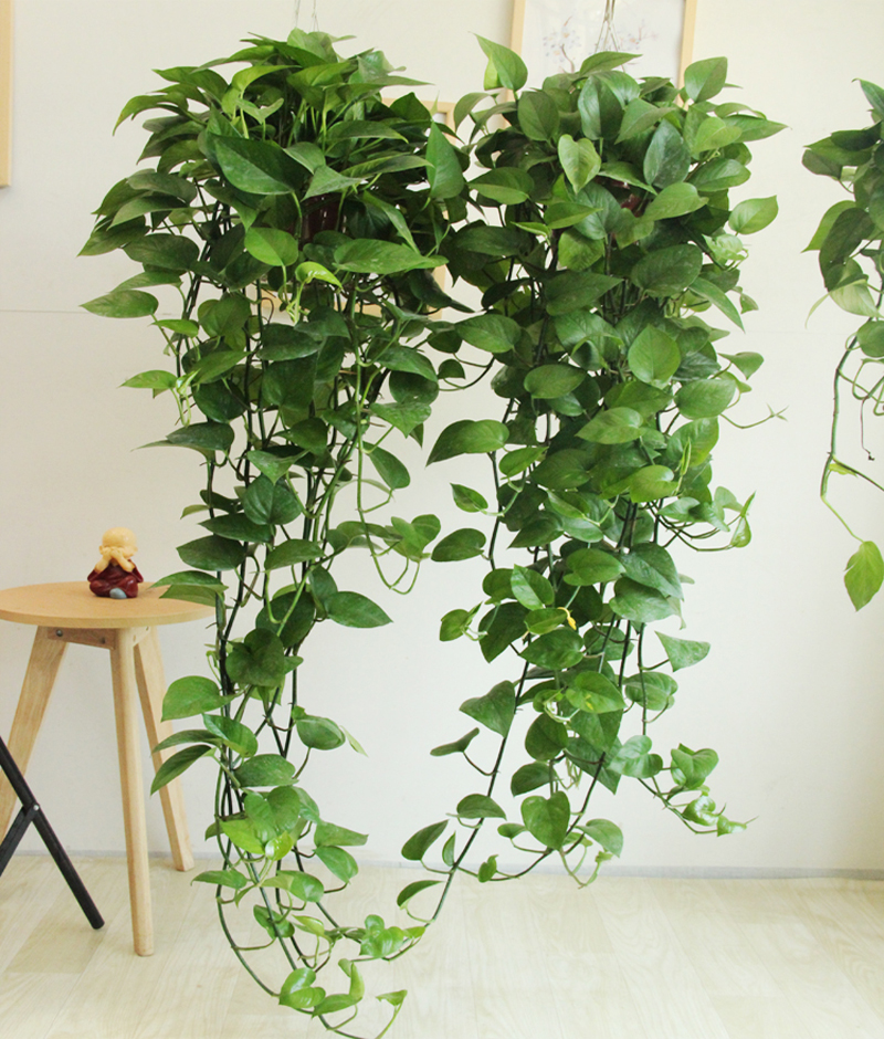 一盆绿萝就能让房子洋气到不行,绿萝改造大房子