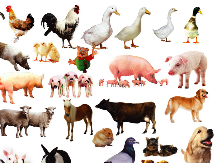 养殖动物品种大全,特种动物养殖品种