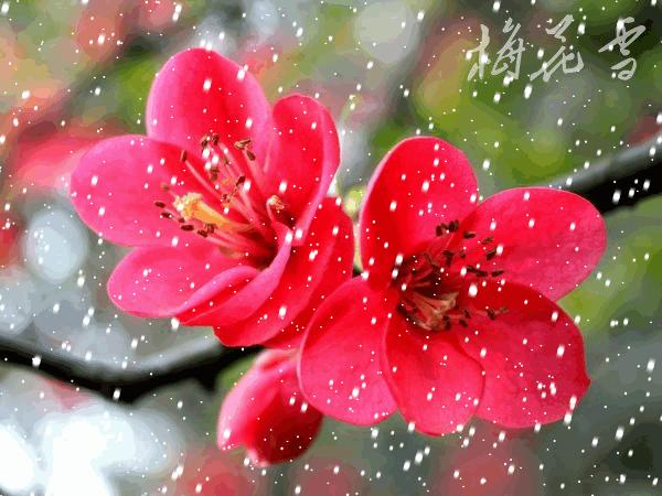 九种吉祥树越老越值钱越养越富贵,10种富贵花卉