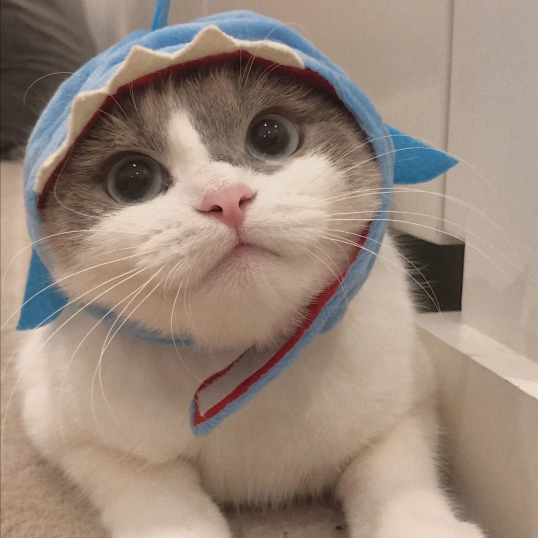 新手养宠物推荐猫还是狗狗,狗狗和猫猫哪个更值得养