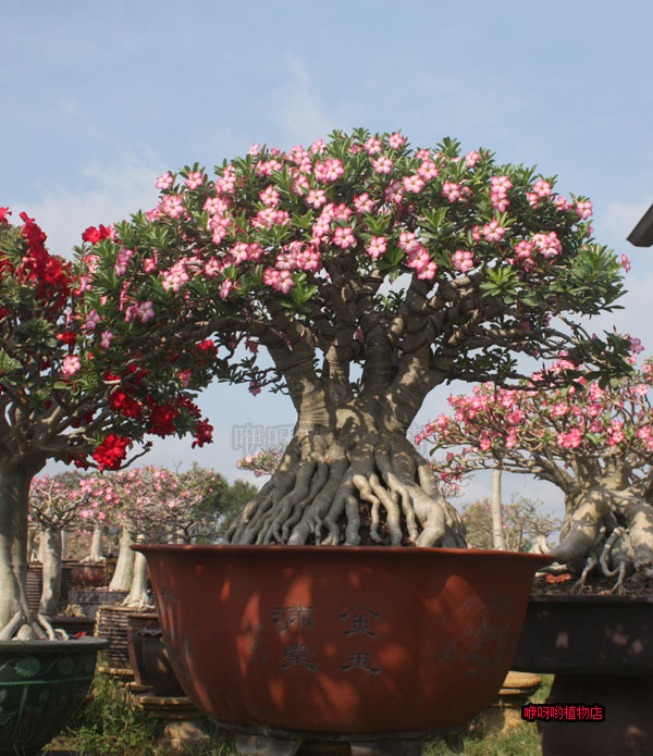 富贵花金玉满堂怎么栽培,6种长寿花能活一百年漂亮又吉利