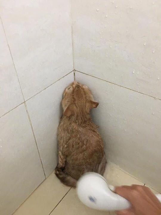 原来猫咪也害怕打针,原来猫咪也怕打雷