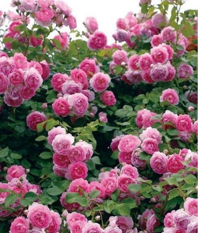 爬藤植物花园打造,最美爬藤花推荐