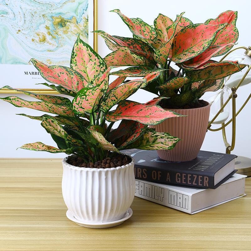 家里的花别瞎养5种招财开运花,室内放什么花转运