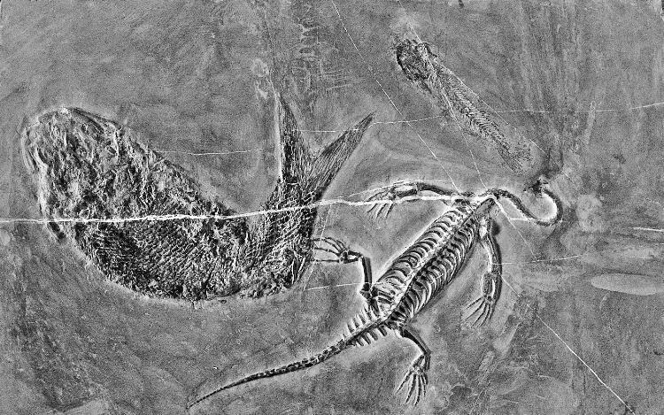 远古时代有什么龙是食肉动物,龙记载的到底是什么生物