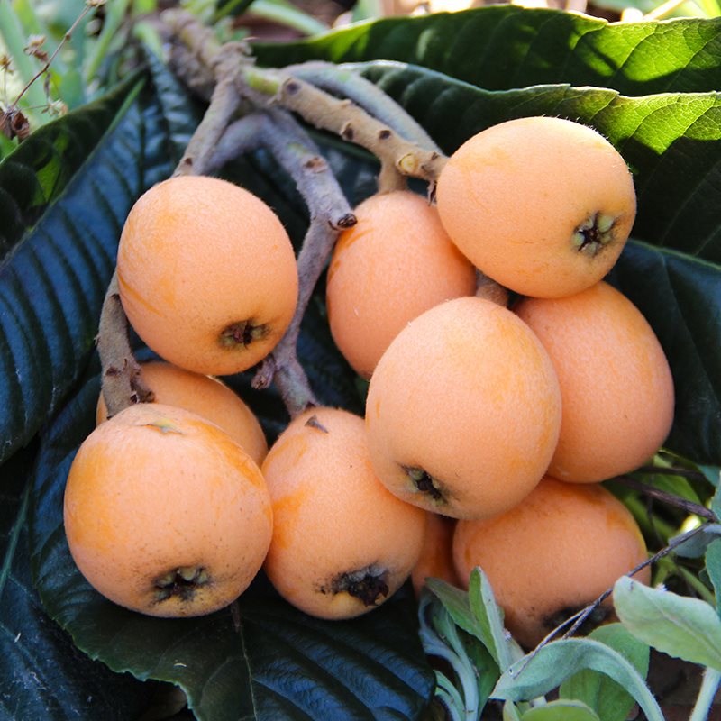 吃水果把核吞进去了,吃完芒果把核扔花盆里