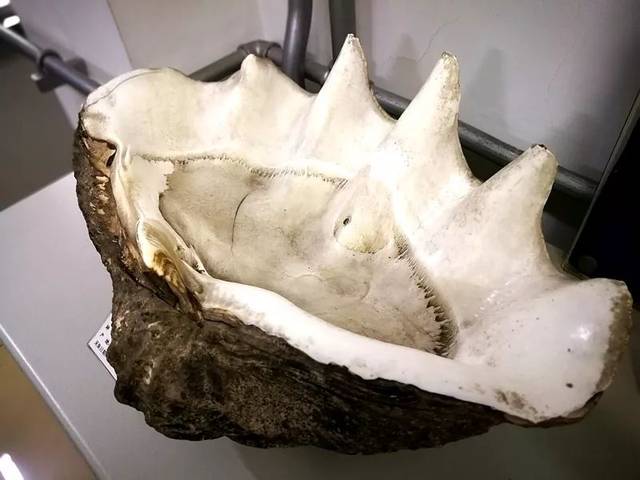 佛教七大珍宝砗磲,佛教七宝贝壳