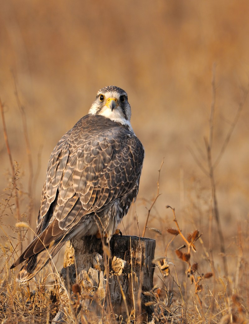河南男子捡到只怪鸟，想要放生，专家看完后：价值600万