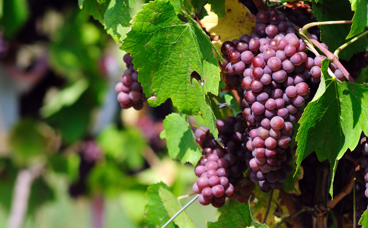 西昌葡萄都集中在哪里,西昌的葡萄是哪些品种