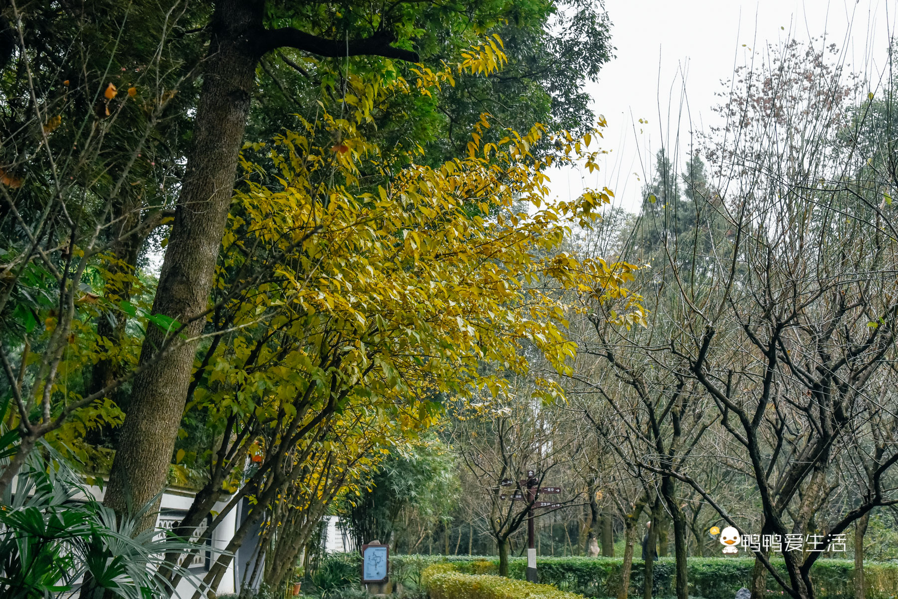 杜甫草堂打卡,成都杜甫草堂浣花溪打卡