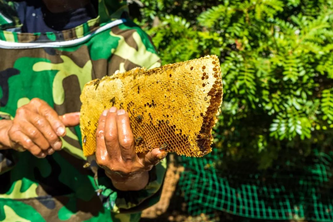 土蜂蜜取蜜全过程,土蜂蜜正确取蜜方法
