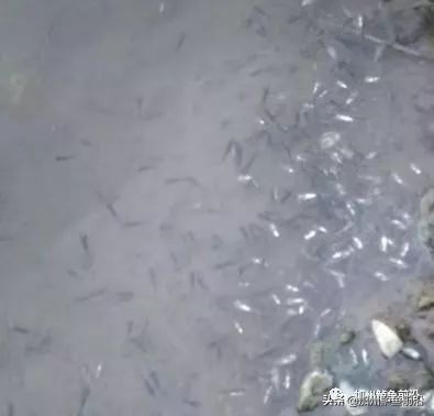 加州鲈鱼如何防治,加州鲈鱼熟身病防治方法