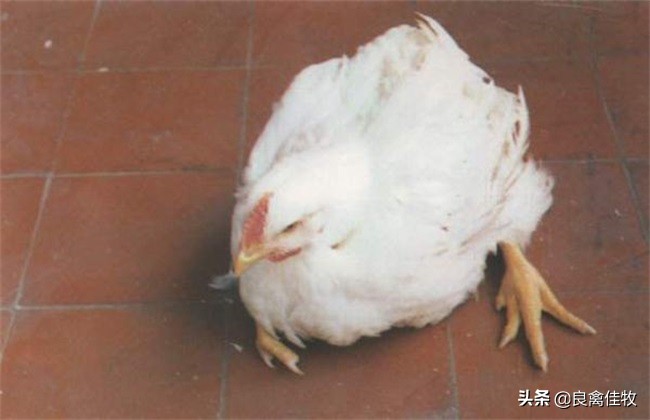 雏鸡脚软怎么治疗,雏鸡脚发干怎么补救