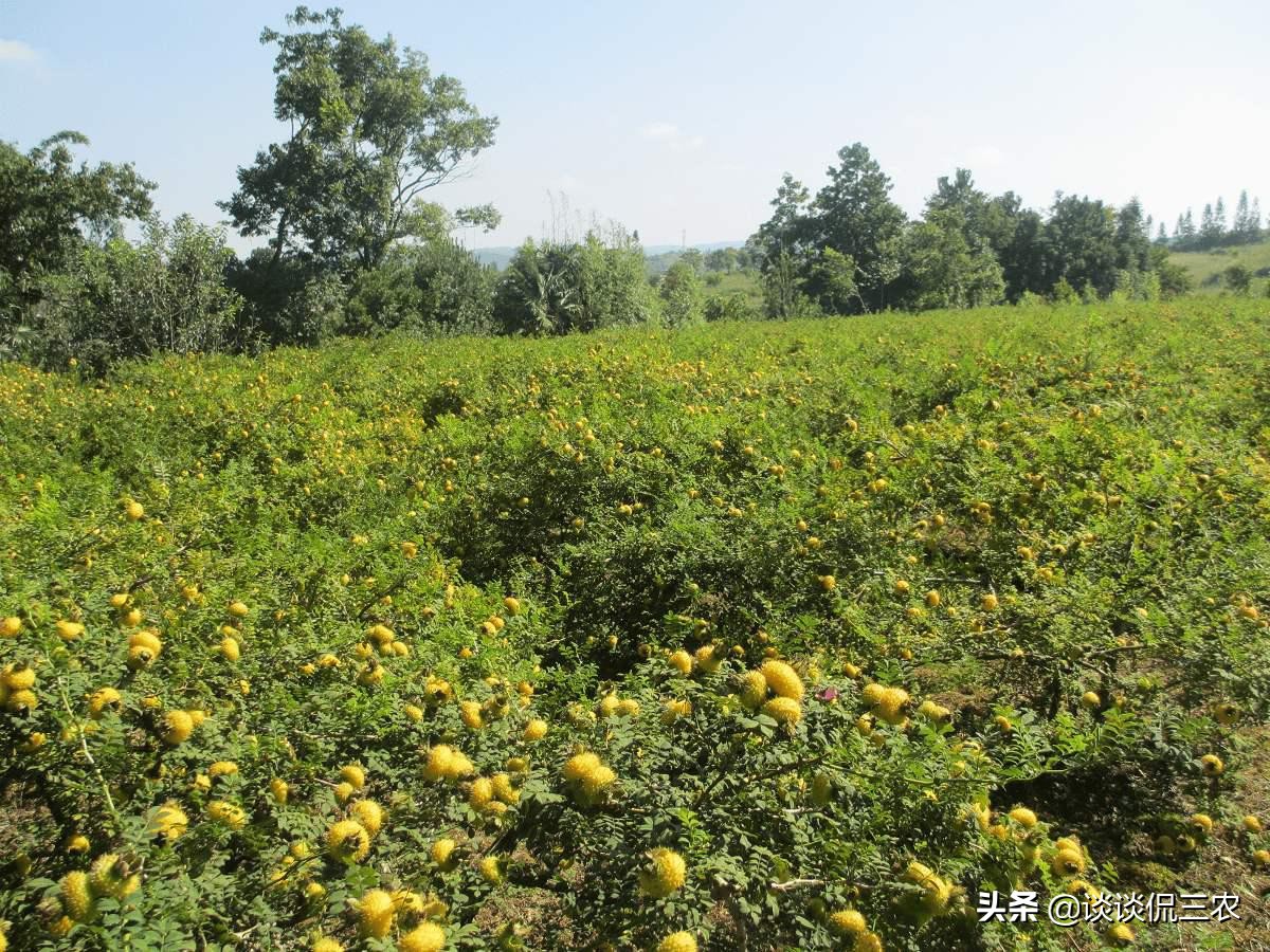 北方农村山上可以吃的野果,农村山上常见野果能止渴