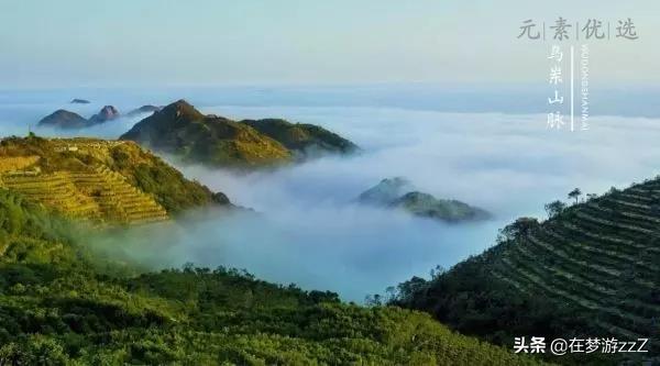 乌岽蜜兰香单枞的价格,乌岽单枞和蜜兰香有区别吗