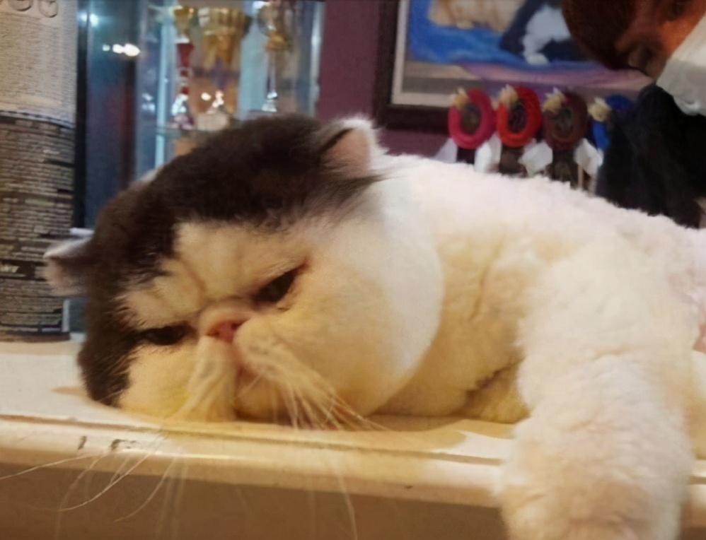 猫咪泪痕怎么彻底解决,猫咪泪痕重的原因及解决办法