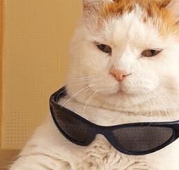 lv老虎包,哈尔滨动物园虎头包