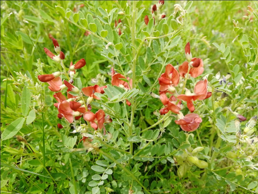 内蒙古通辽市扎鲁特旗大草原,通辽市阿古拉湿地公园